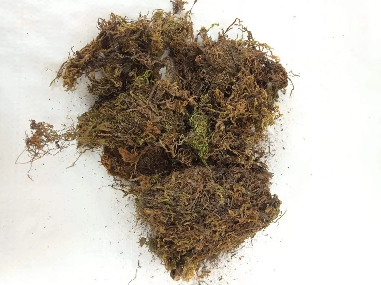 2 Kg Sphagnum Moss -Growing Medium for Plants