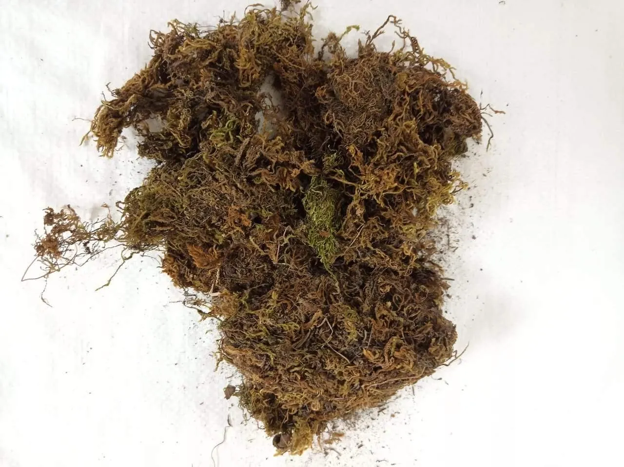 2 Kg Sphagnum Moss -Growing Medium for Plants