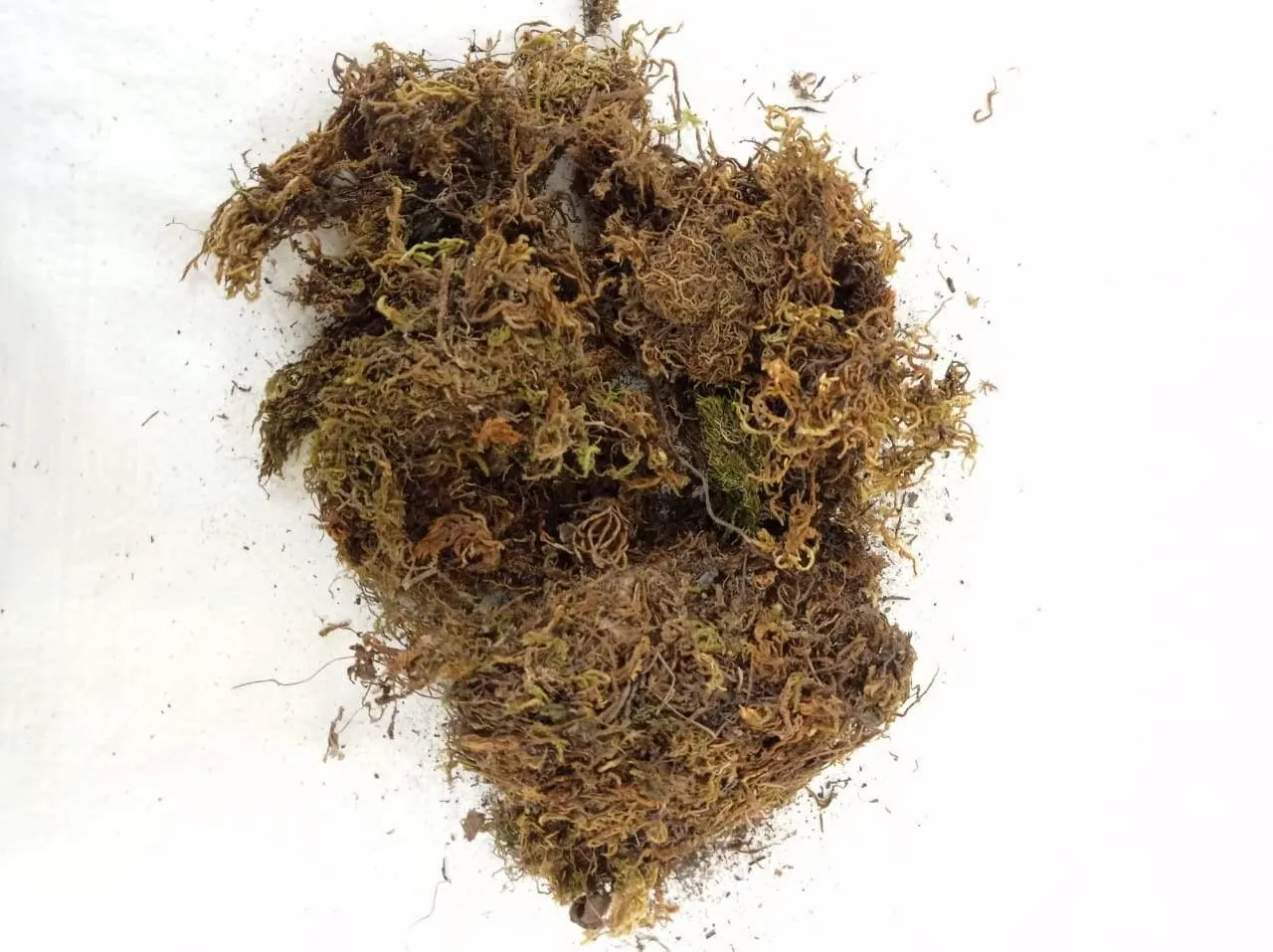 2 Kg Sphagnum Moss -Growing Medium for Plants