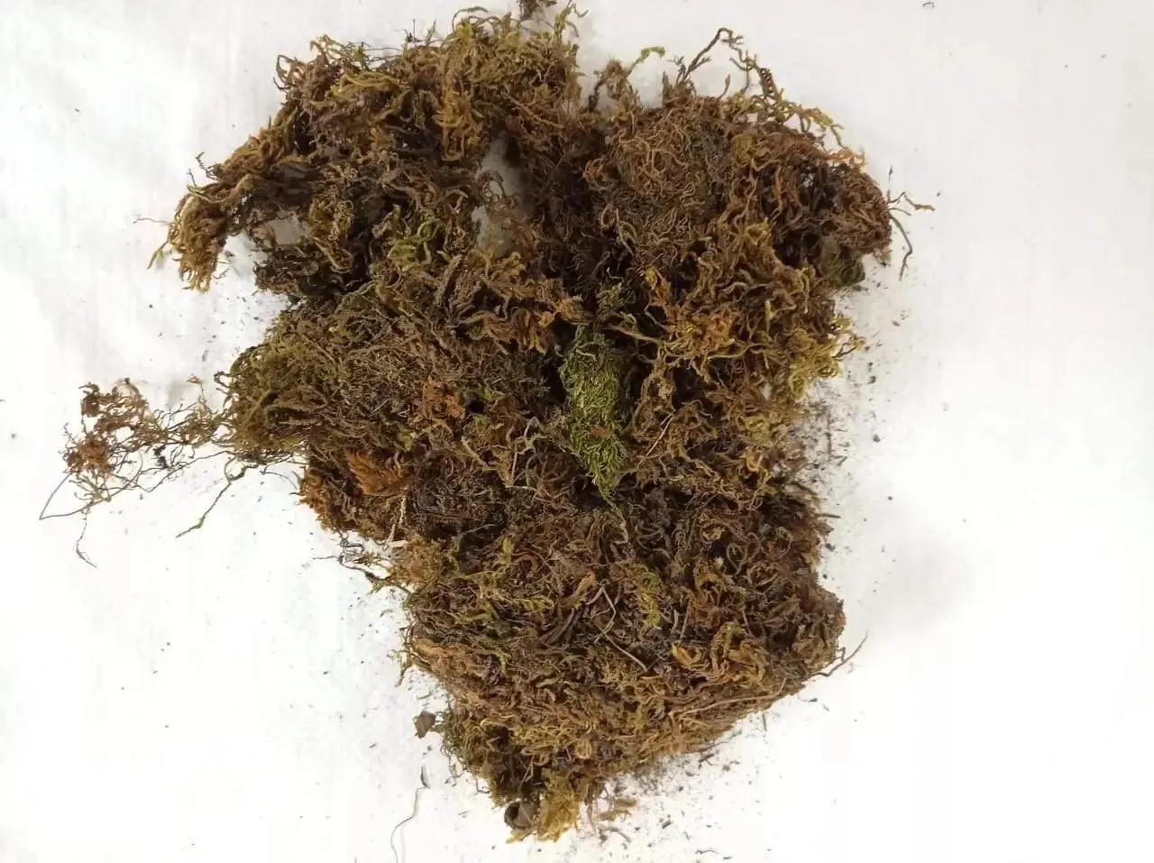 5 Kg Sphagnum Moss Online in India