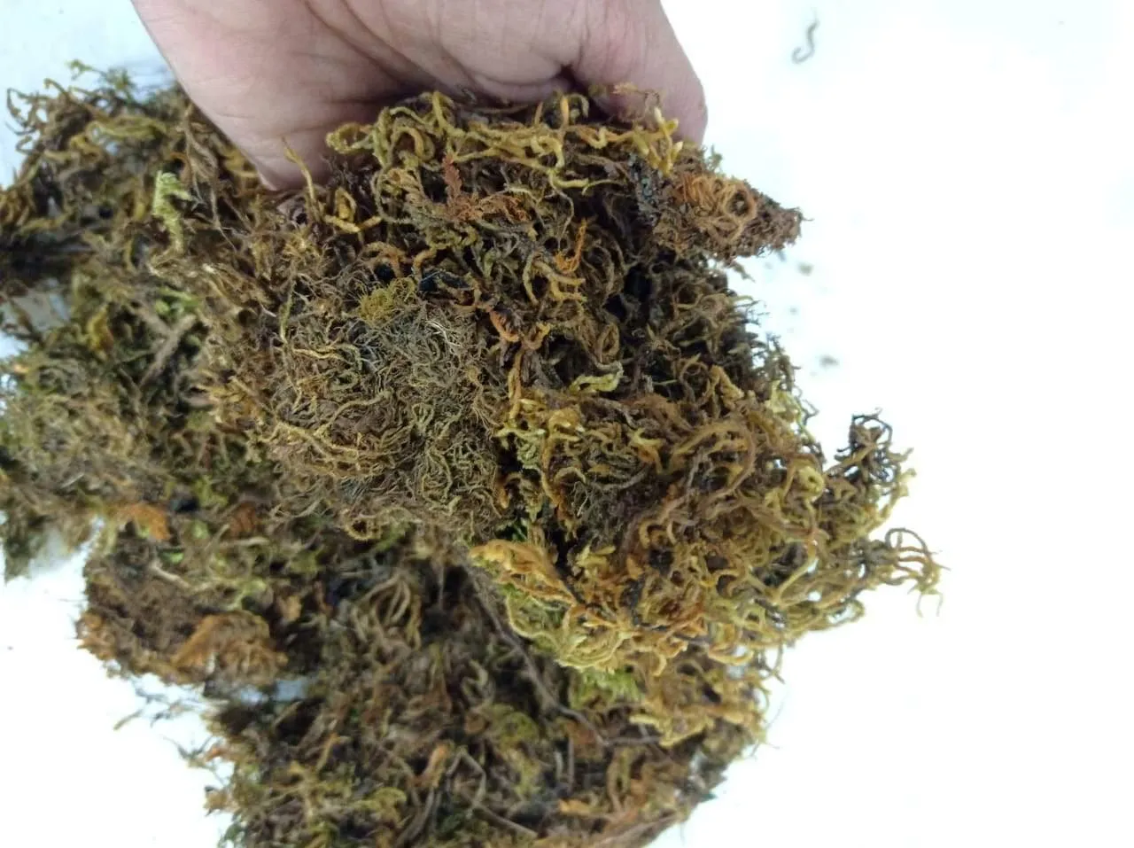 5 Kg Sphagnum Moss Online in India