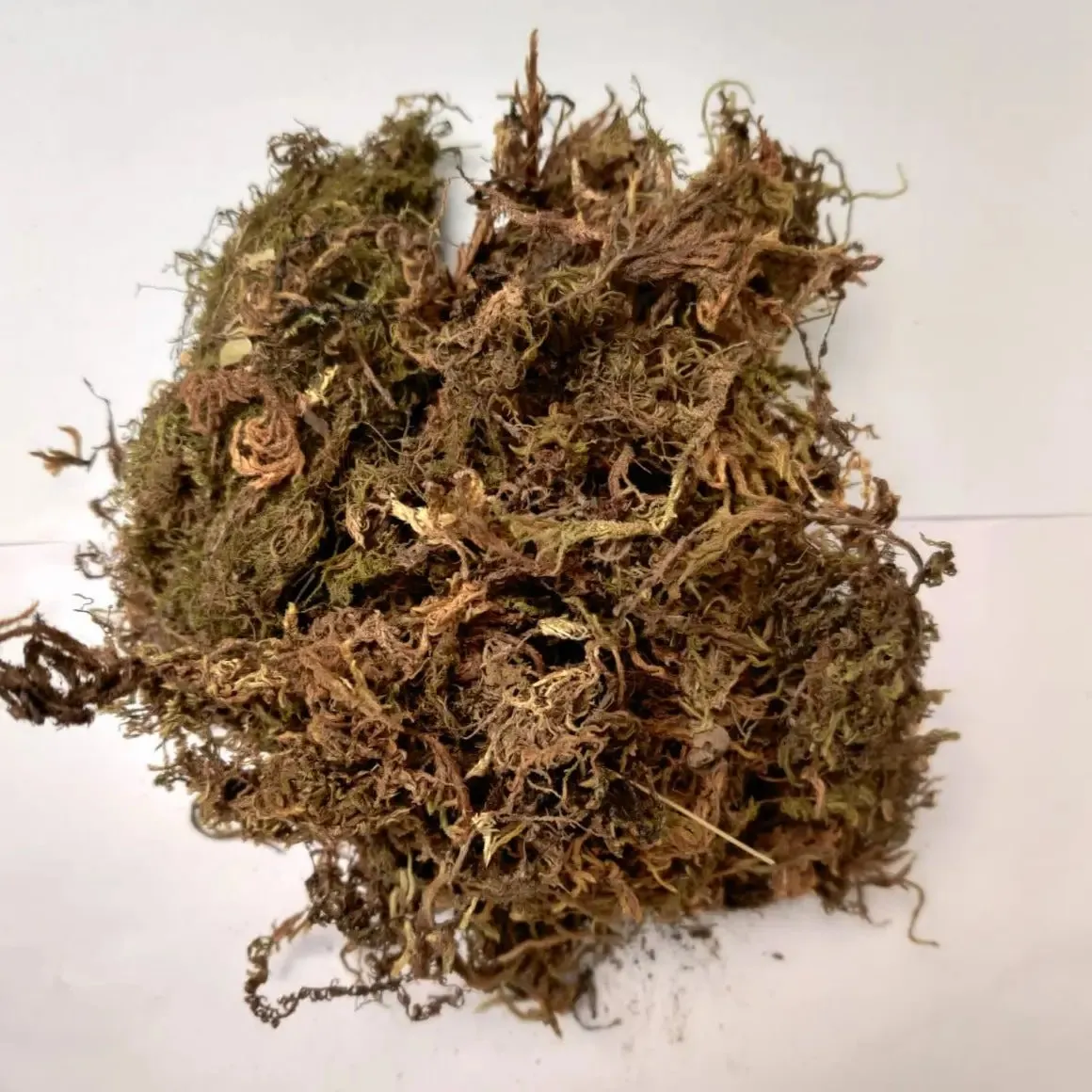 5 Kg Sphagnum Moss Online in India