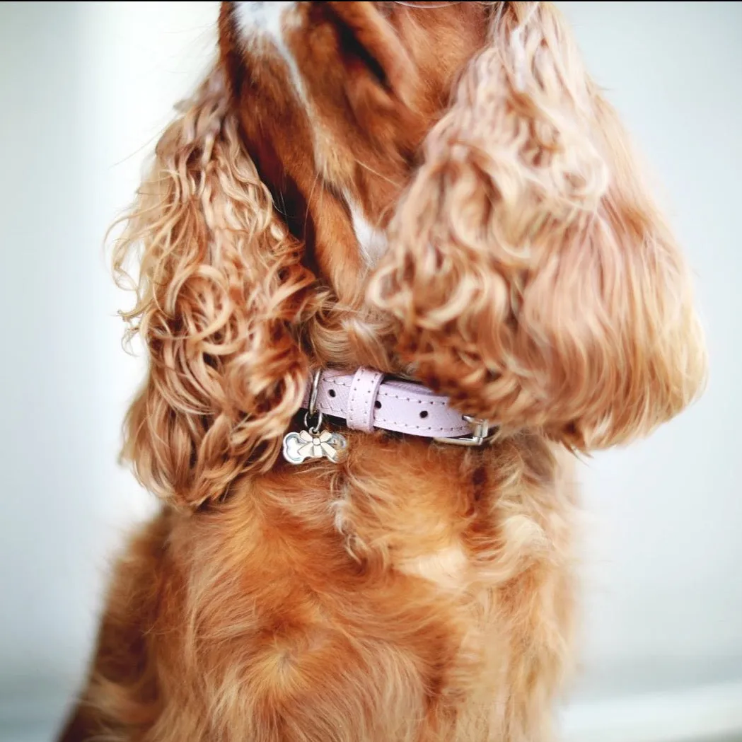 Bone & Home Cheltenham Leather Dog Collar
