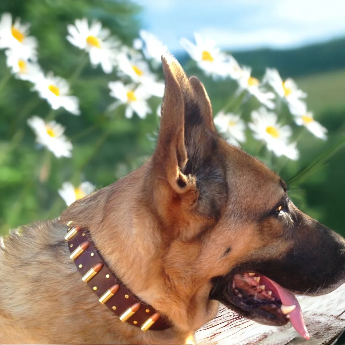 Bullet Leather Dog collar