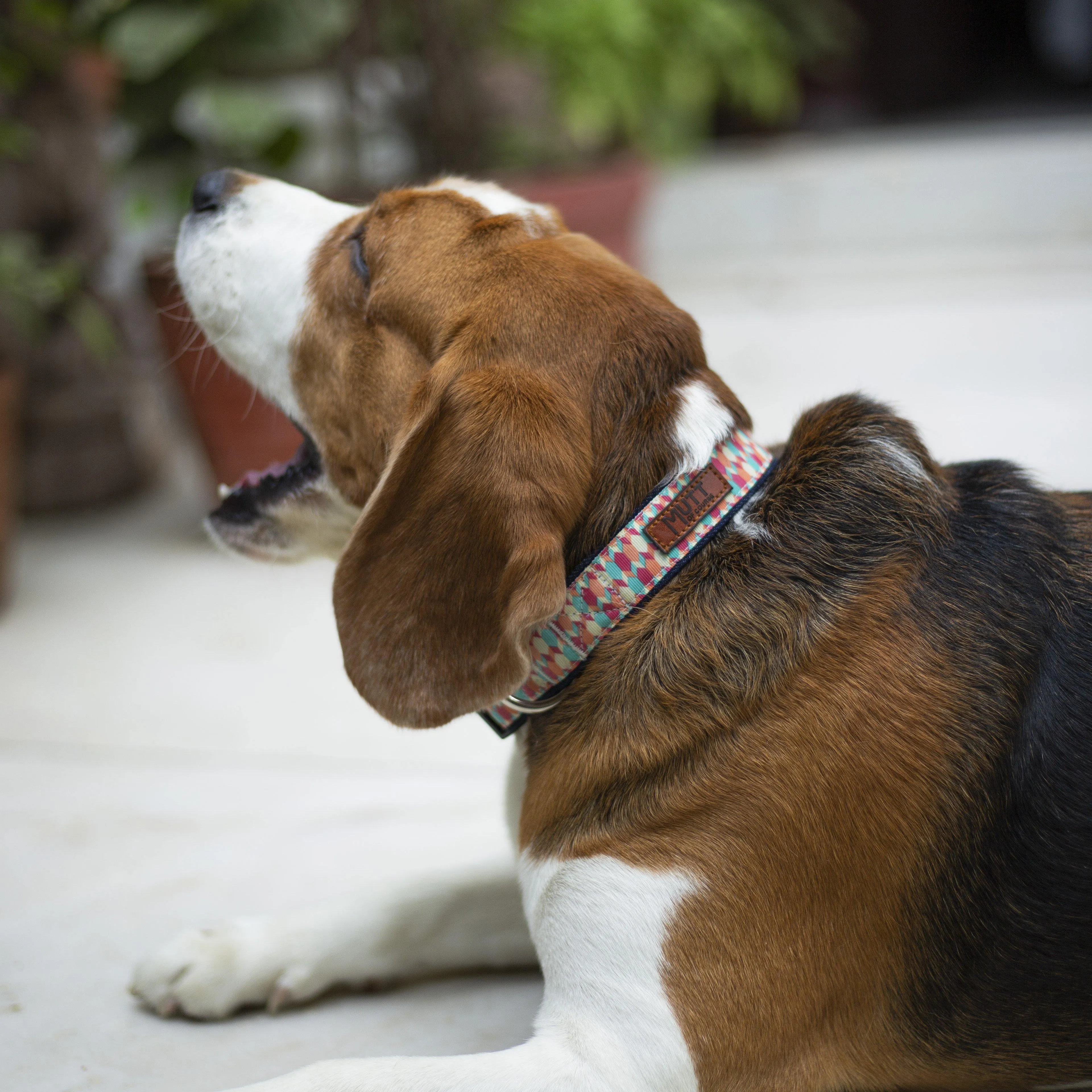 Candy Barr Denim Collar