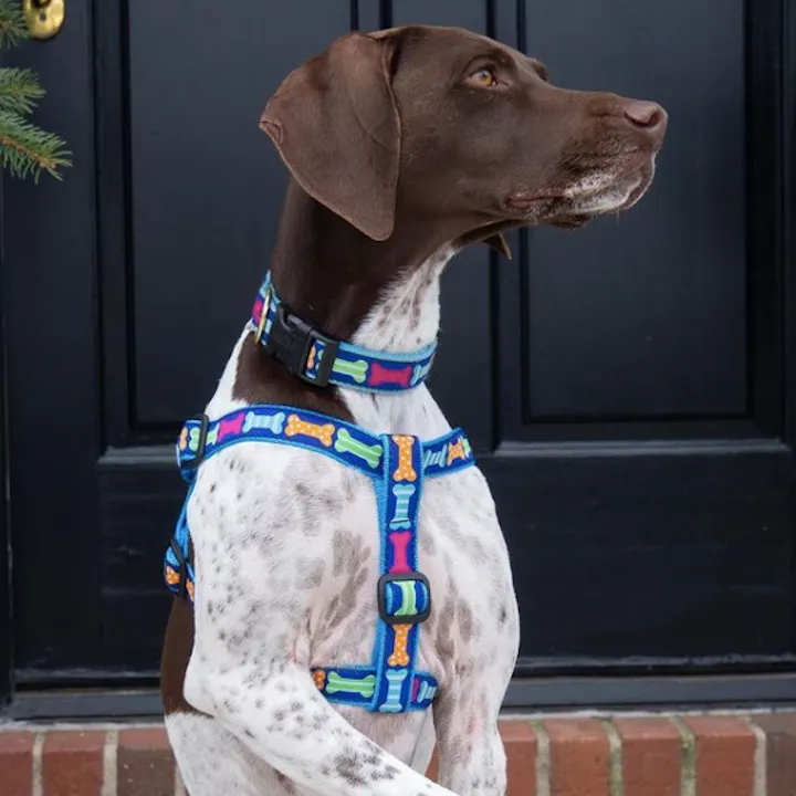 Collar | Big Bones