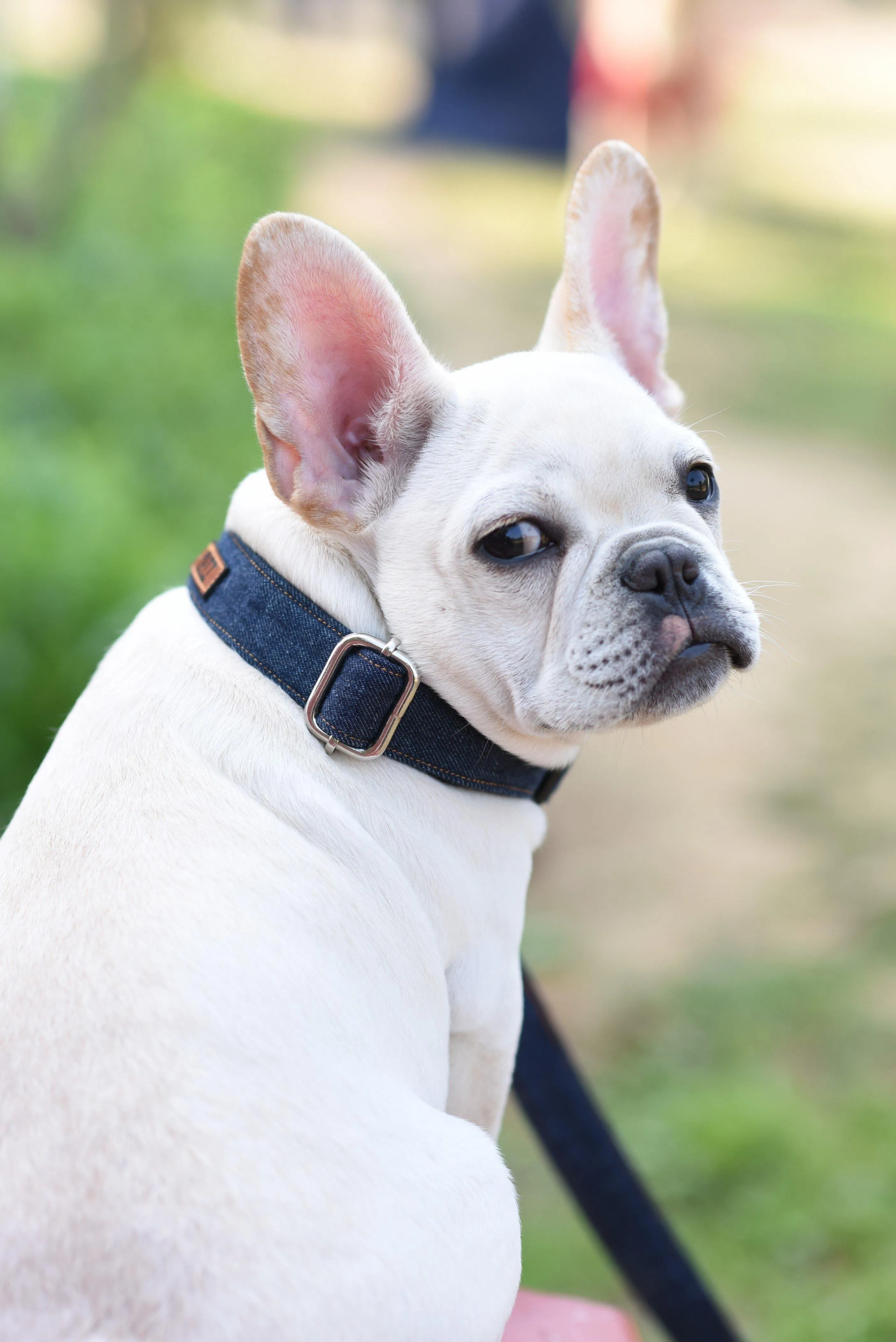 Dark Blue Denim Collar