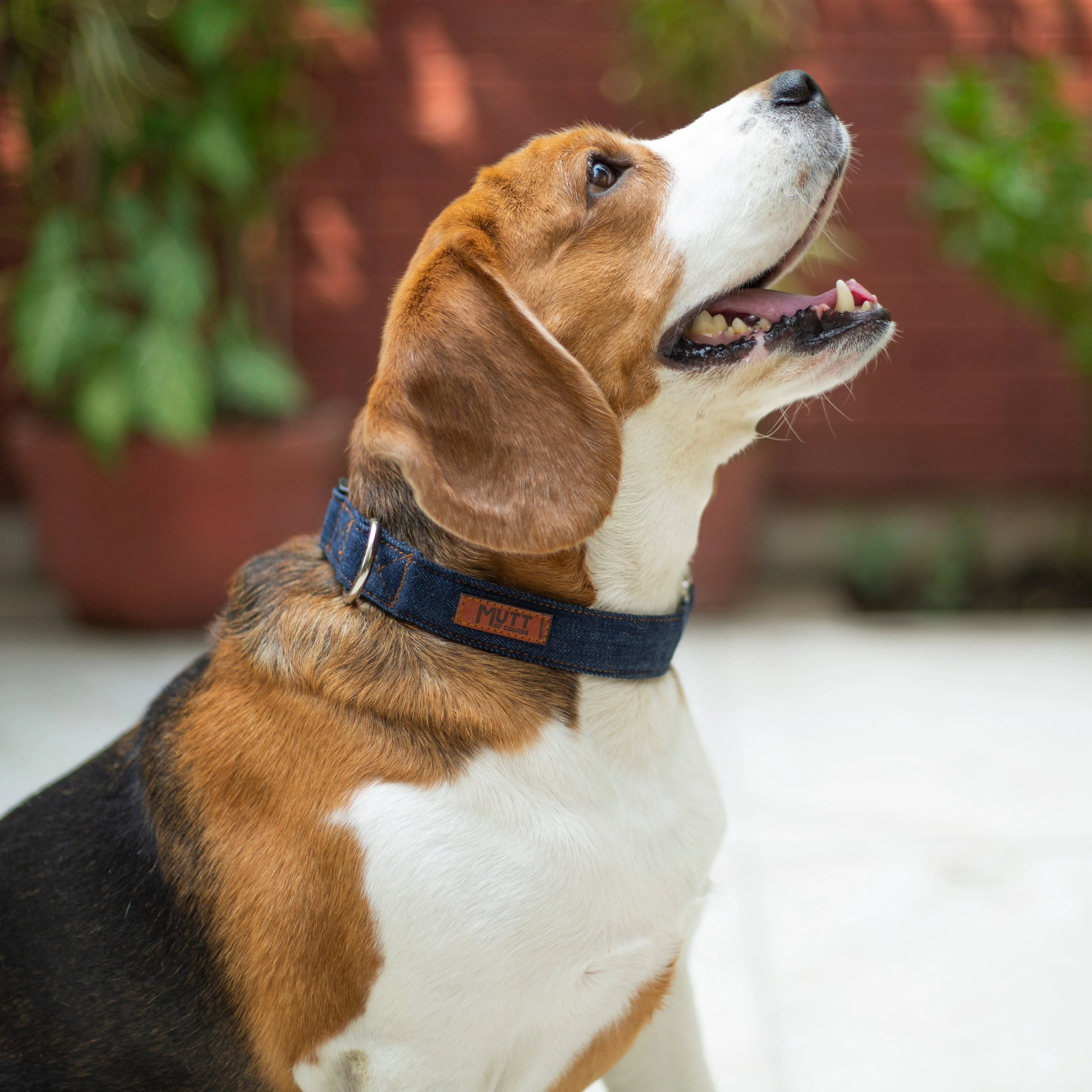 Dark Blue Denim Collar