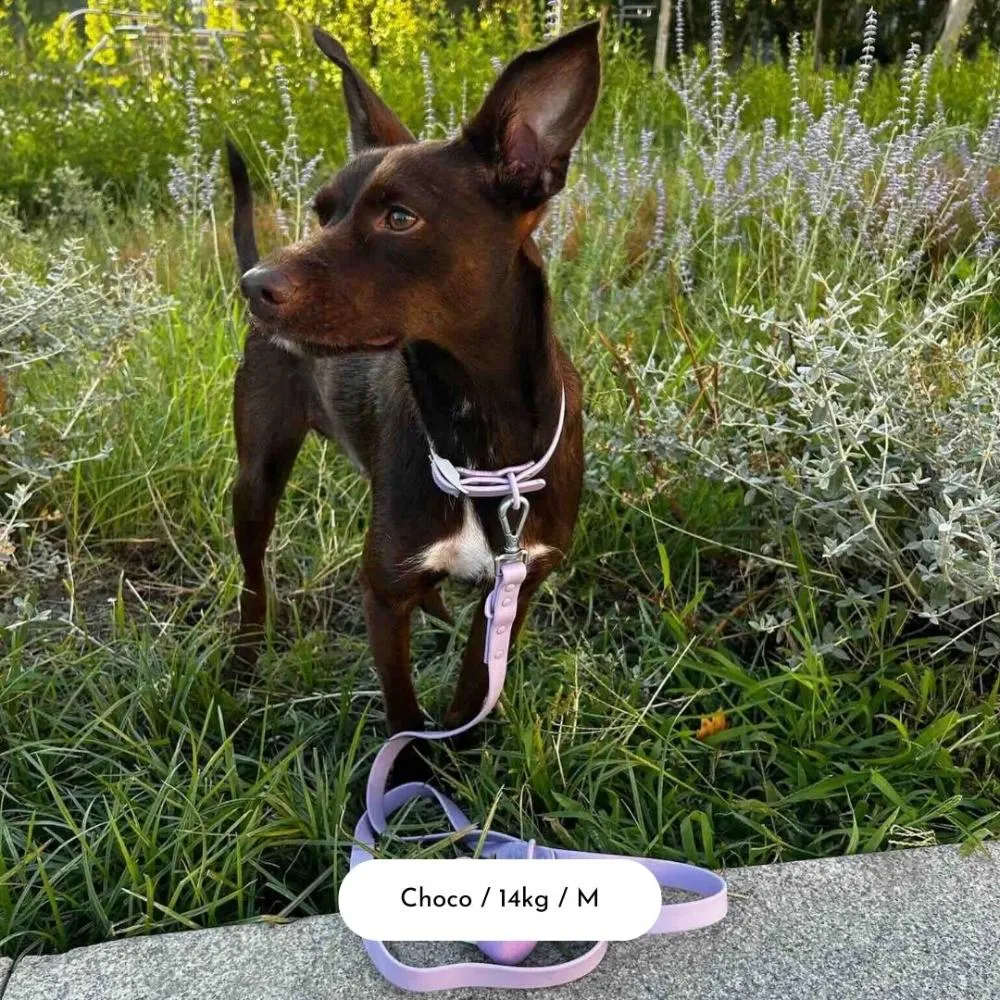 Lavender Dream Dog Collar Walk Set