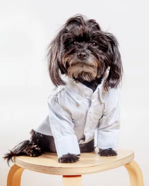 Slim Fit Organic Cotton Button Down Dog Shirt in Striped Blue