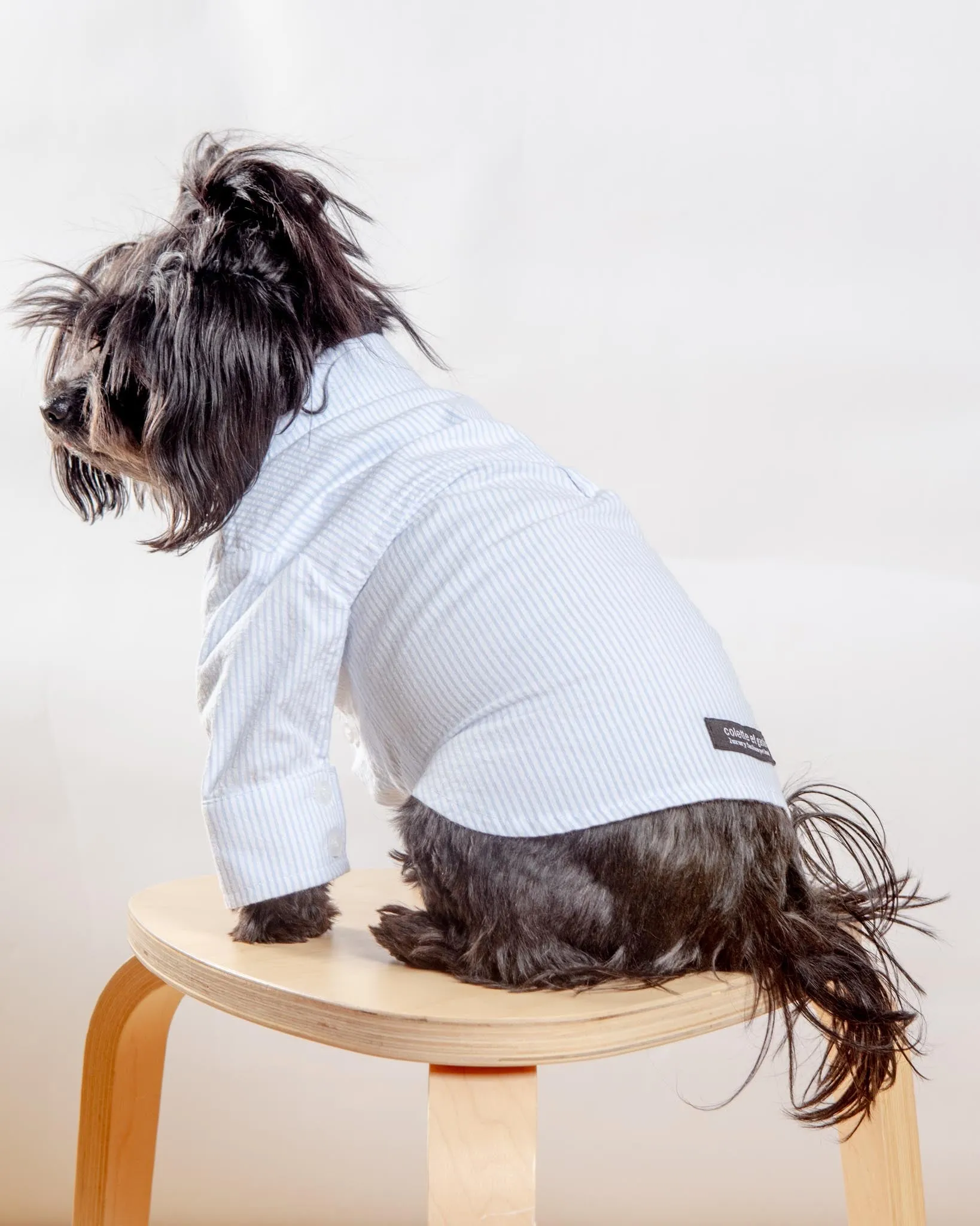 Slim Fit Organic Cotton Button Down Dog Shirt in Striped Blue